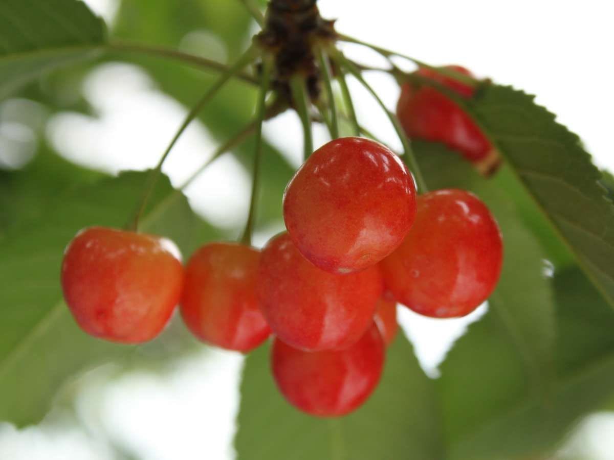 当館から車で約10分程の果樹園でもぎ取り