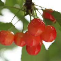 当館から車で約10分程の果樹園でもぎ取り