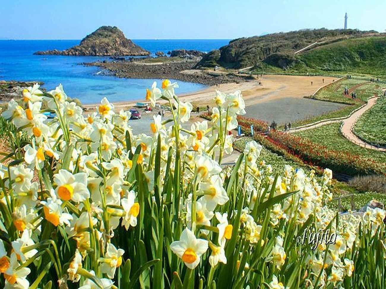 เทศกาลดอกแดฟโฟดิล