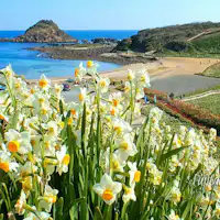 เทศกาลดอกแดฟโฟดิล