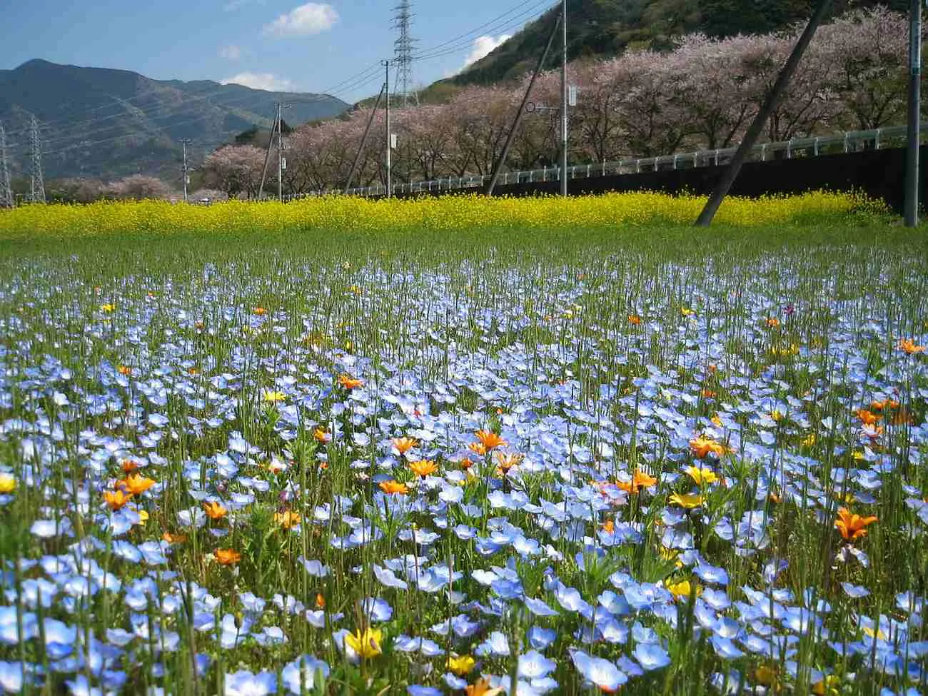 ตัวอย่างทุ่งดอกไม้ในเมืองมัตสึซากิ