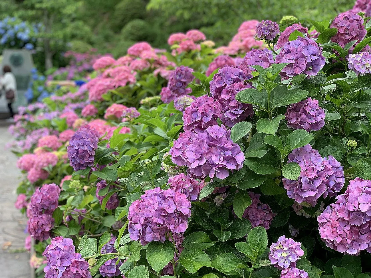 ภาพเทศกาลดอกไฮเดรนเยีย