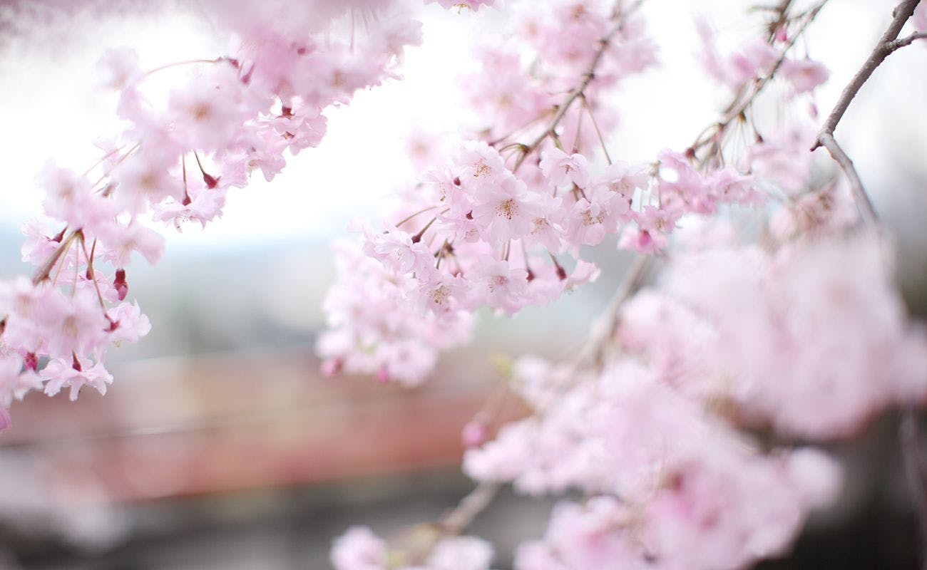 琴平花壇