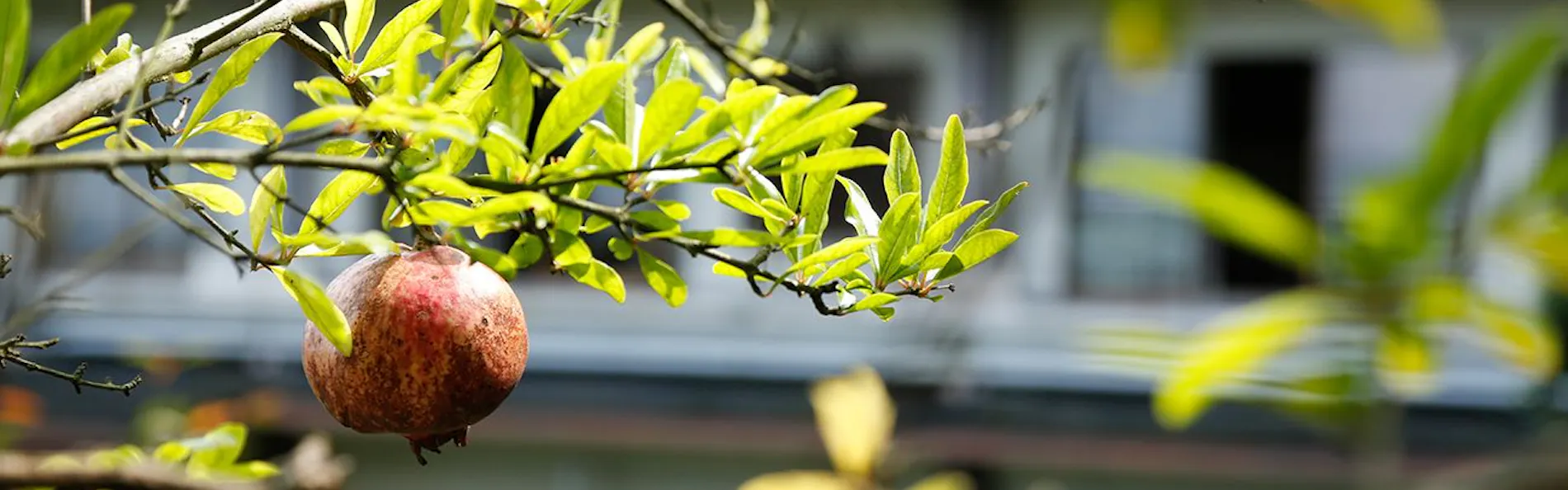 琴平花壇