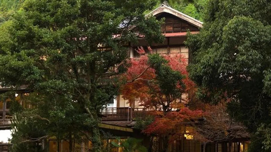 Hazu Tree