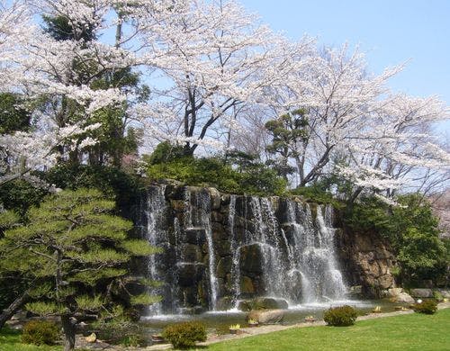 瀧と桜
