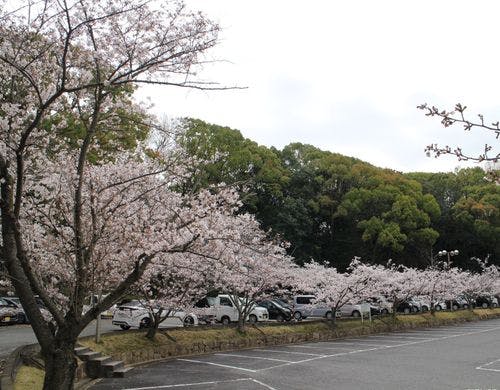 桜（駐車場）
