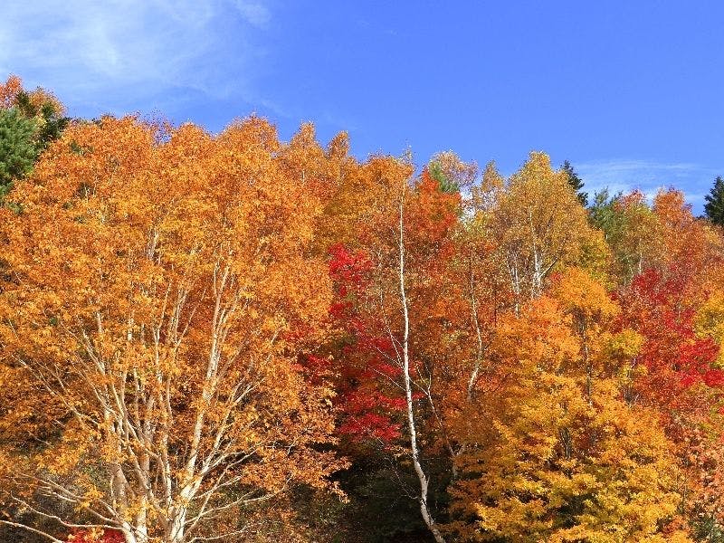 【周辺観光】秋の山田牧場