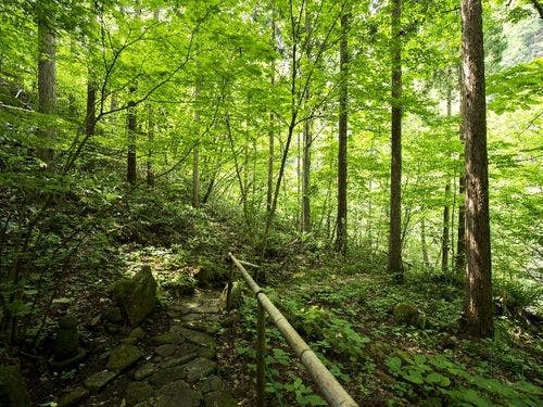 藤井荘の散策路：マイナスイオンたっぷり！