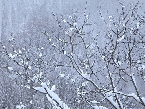 【ロビーラウンジ】冬は眼前に一面の雪景色