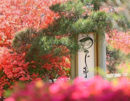 つつじ咲く「つつじ亭」