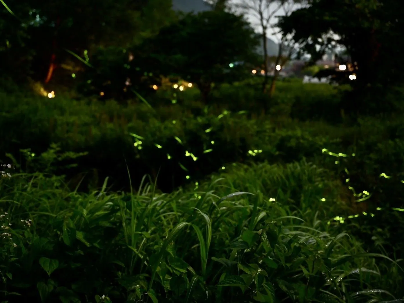Kolam Kunang-kunang di Mata air panas Tanigawa (3 menit berjalan kaki)