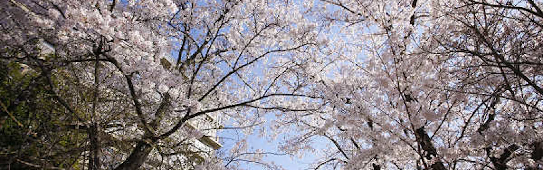 銀水荘 兆楽