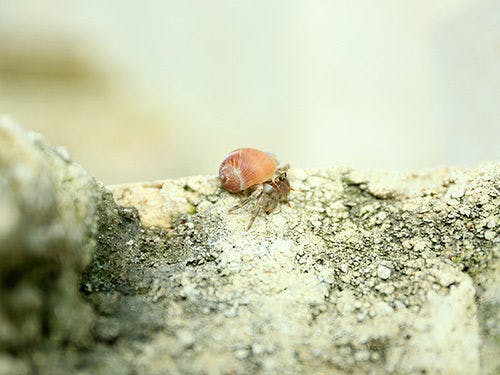 砂浜にいる小さな生き物（ヤドカリ）