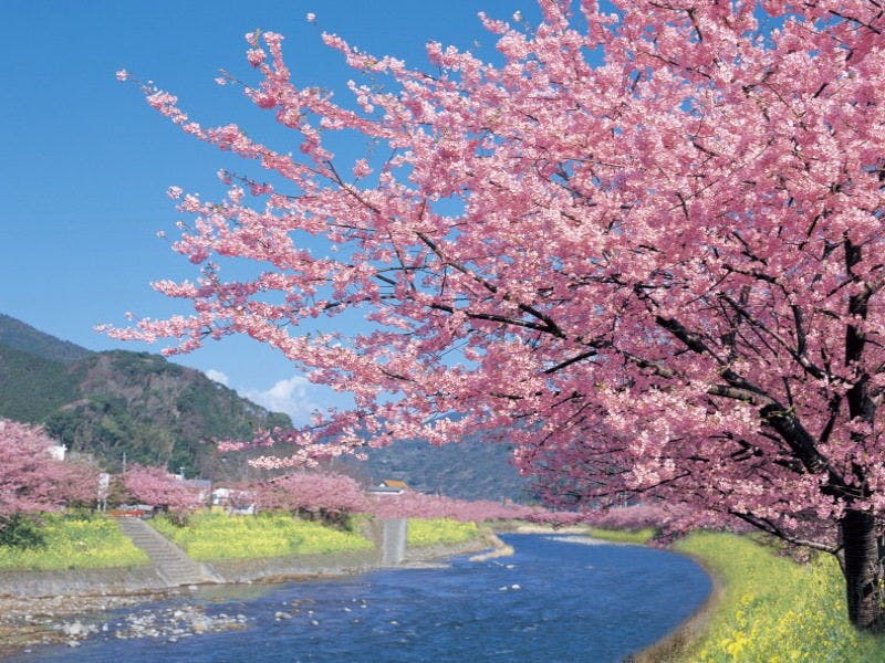 河津桜　～昼～