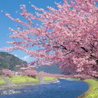 ซากุระคาวาซุ ~กลางวัน~