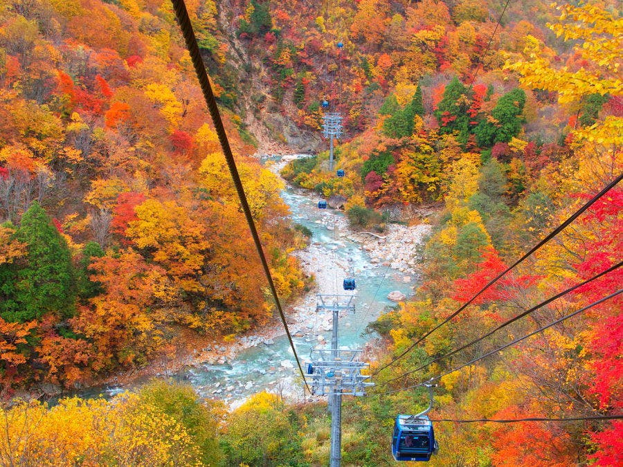 เดินเล่นชมใบไม้เปลี่ยนสีบนฟ้า! กระเช้าลอยฟ้านาเอบะ