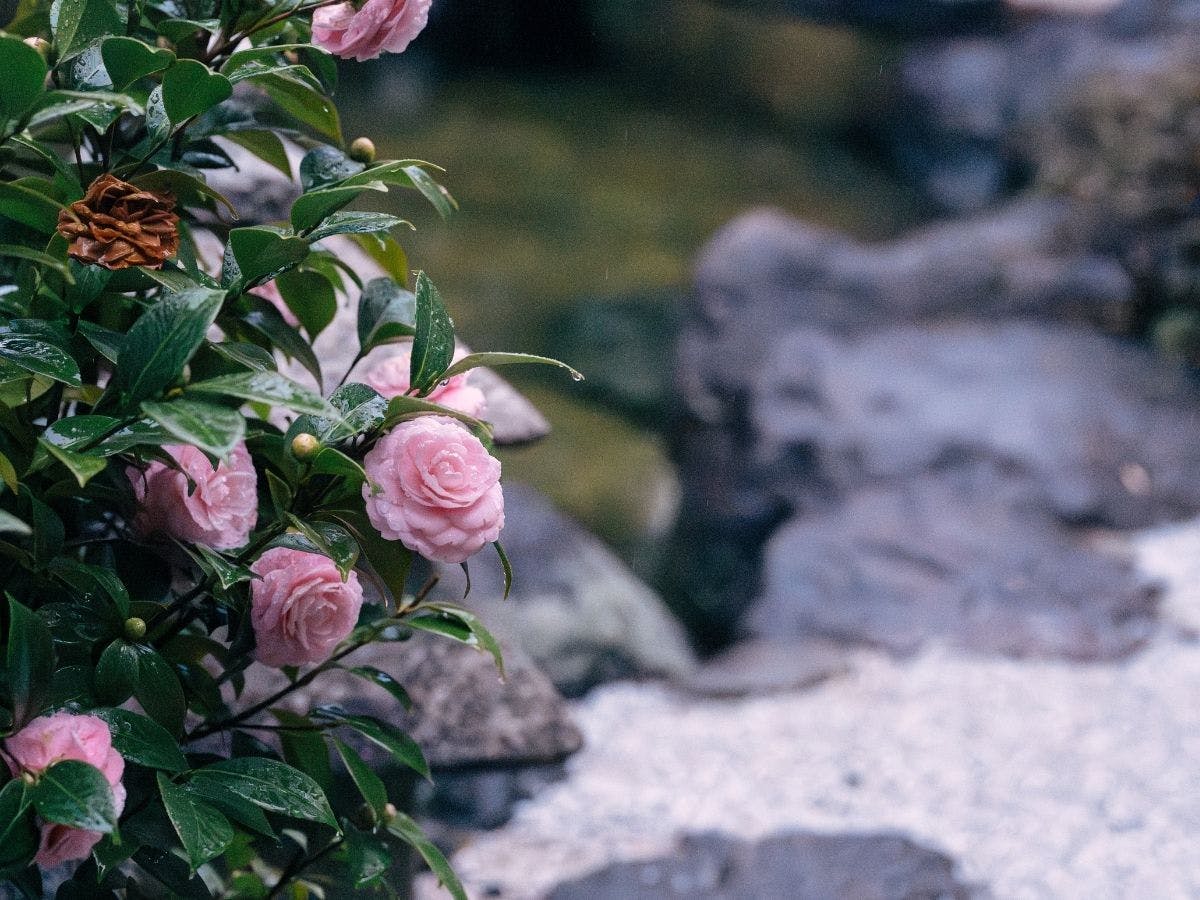 別府温泉　竹と椿のお宿　花べっぷ