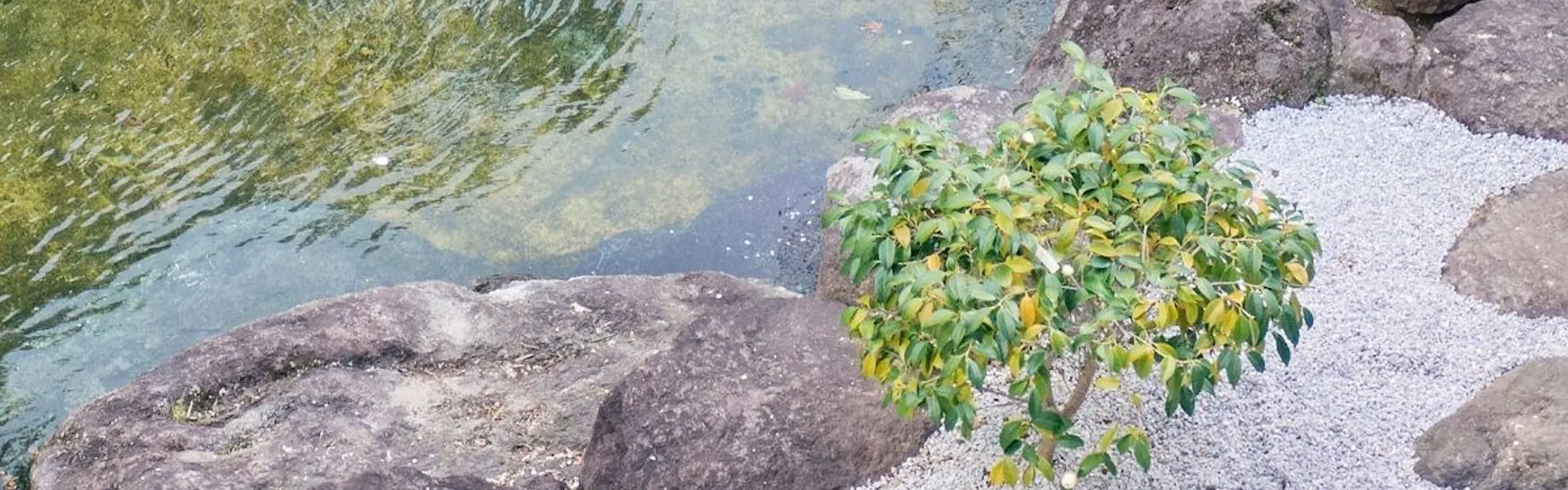 別府温泉 竹と椿のお宿 花べっぷ