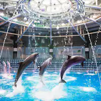 การแสดงโลมา (เวอร์ชั่นกลางวัน)