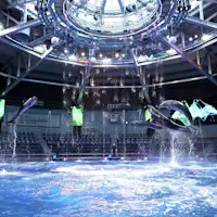 돌고래 퍼포먼스(주간 버전)