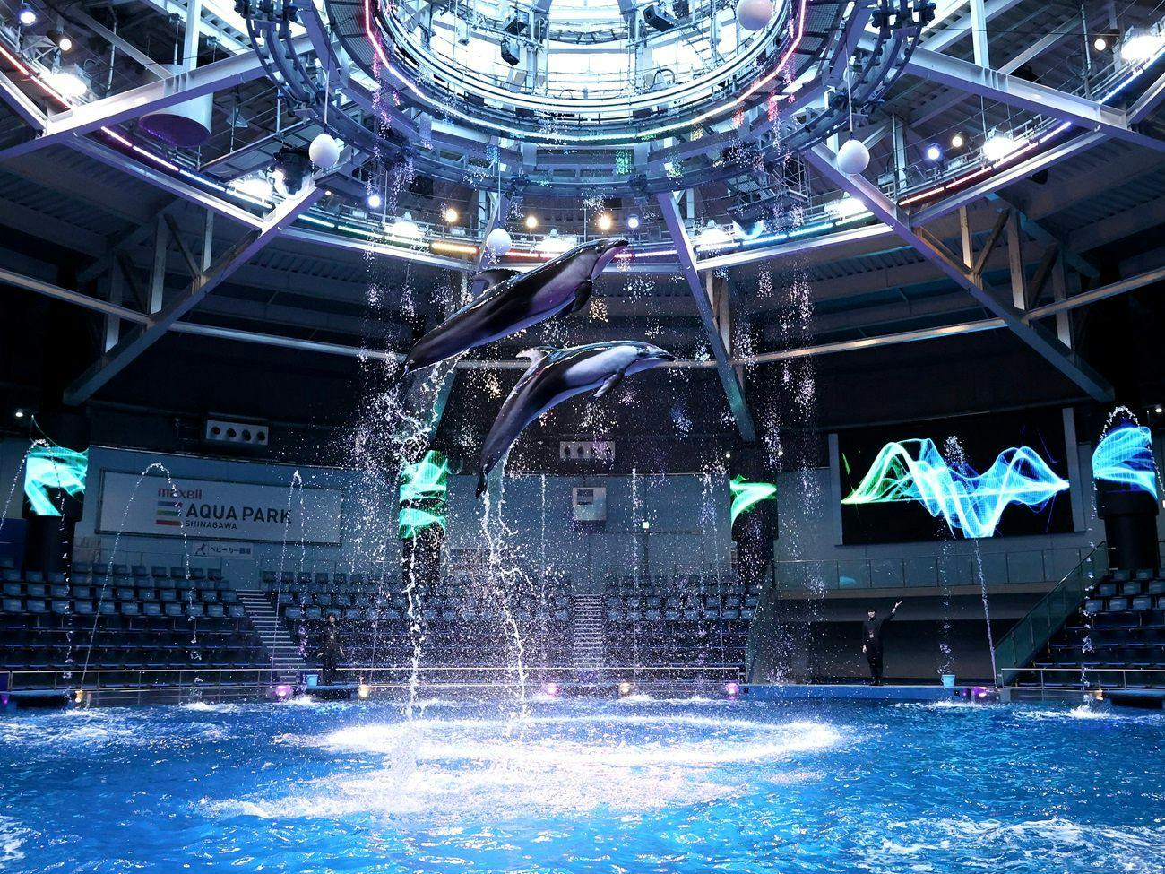 Dolphin Performance (Daytime Version)