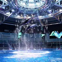 Dolphin Performance (Daytime Version)