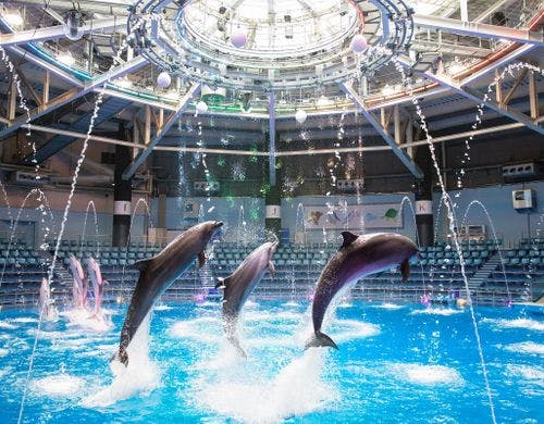 ドルフィンパフォーマンス(デイver)