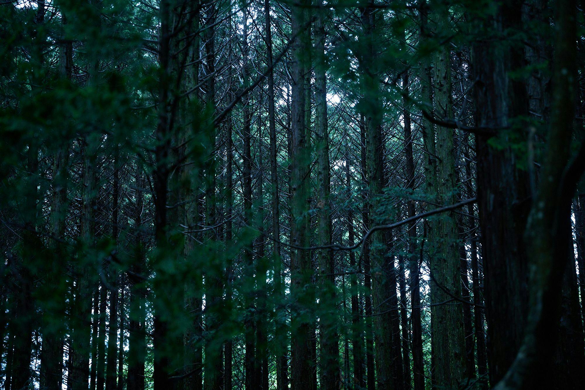 forest inn BORN