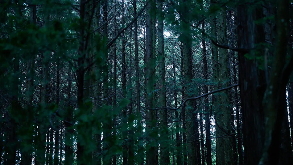 Forest Inn BORN