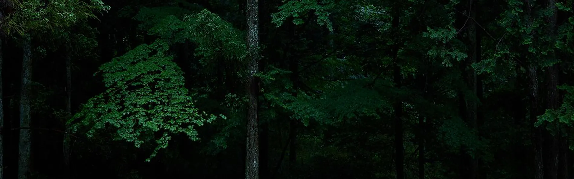 forest inn BORN