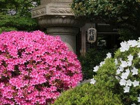別所温泉　旅館　花屋