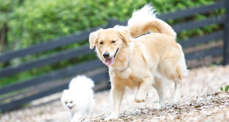 伊豆 ペットと泊まれる宿 選 宿泊予約は 一休 Com 伊豆 ペットと泊まれる宿 選 宿泊予約は 一休 Com