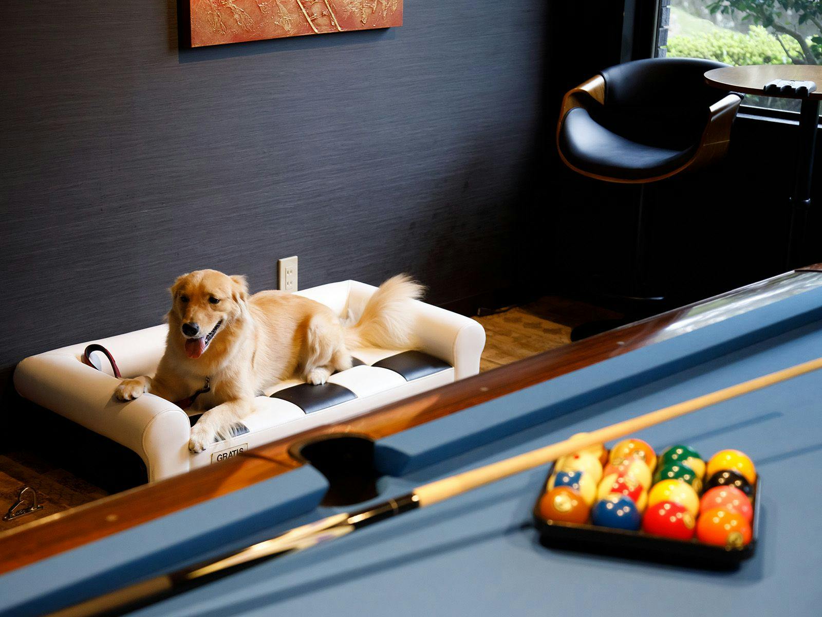 伊豆 ペットと泊まれる宿 選 宿泊予約は 一休 Com