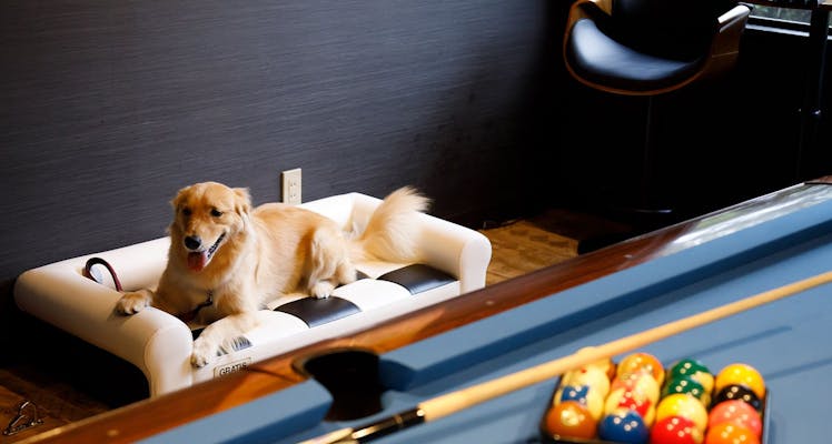 伊豆 ペットと泊まれる宿 選 宿泊予約は 一休 Com 伊豆 ペットと泊まれる宿 選 宿泊予約は 一休 Com