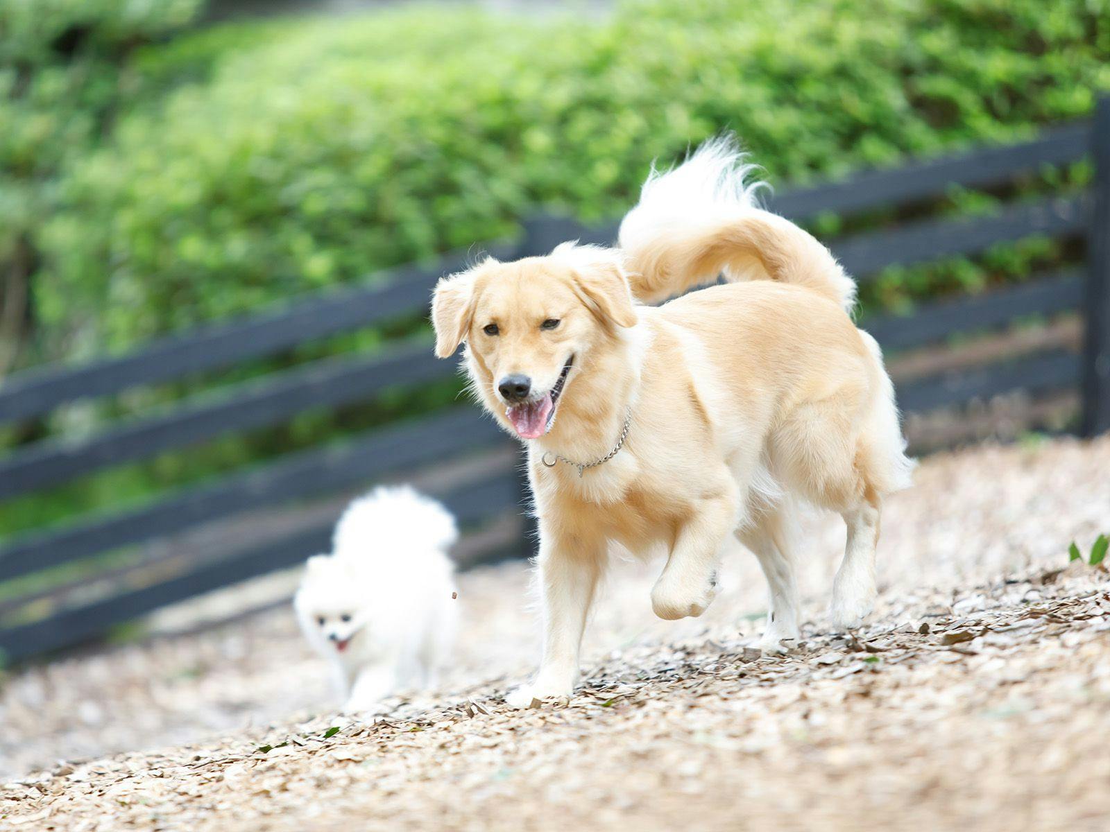 ウブドの森　伊豆高原