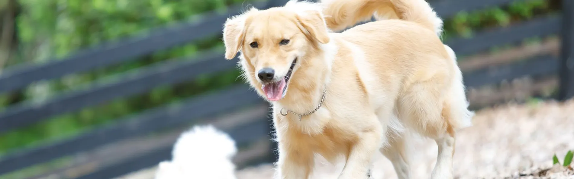 ウブドの森 伊豆高原