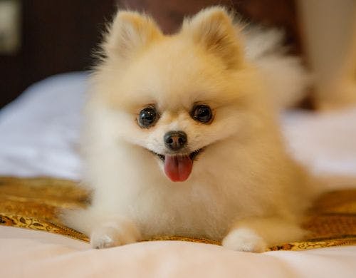 飼い主さんといつでも一緒に居られて安心