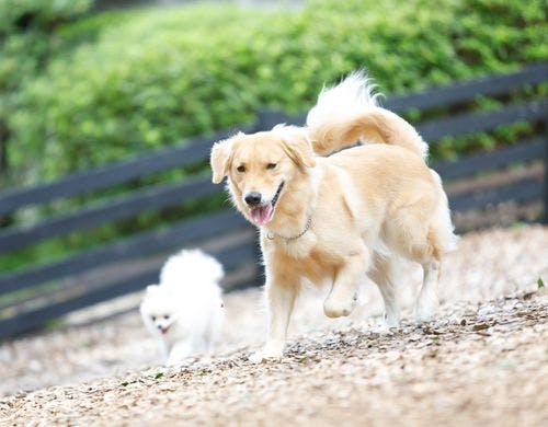 足に優しいウッドチップのドッグラン