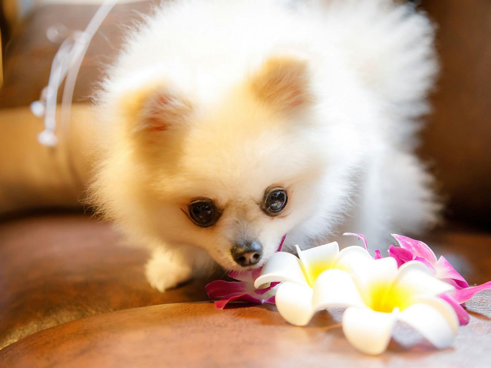 在烏布的森林為愛犬慶祝紀念日