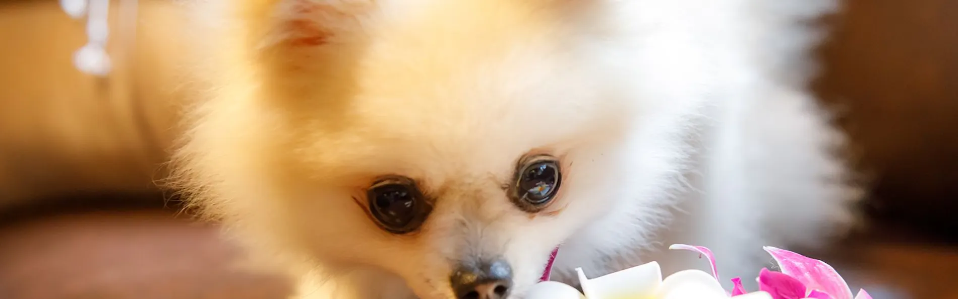 ウブドの森 伊豆高原