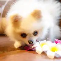 在烏布的森林為愛犬慶祝紀念日