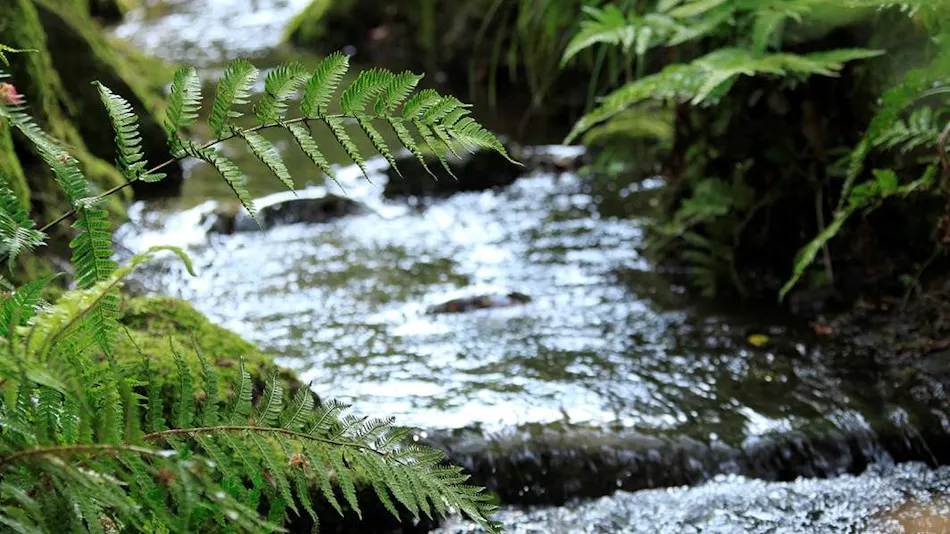 Ubud Forest Izu Kogen