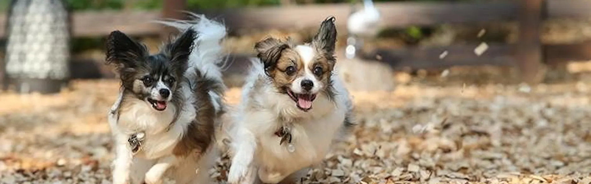 ウブドの森 伊豆高原
