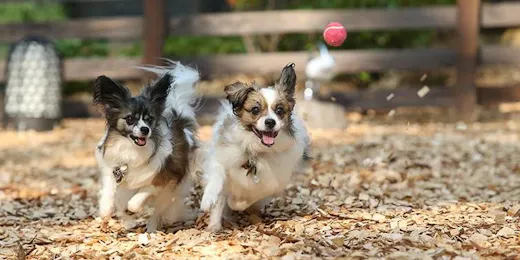 ウブドの森 伊豆高原