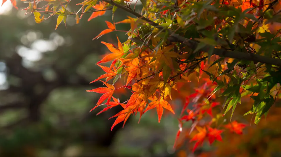 Suiran, a Luxury Collection Hotel, Kyoto