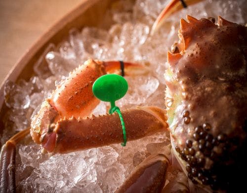 【間人ガニ】調理直前まで活きている新鮮さ