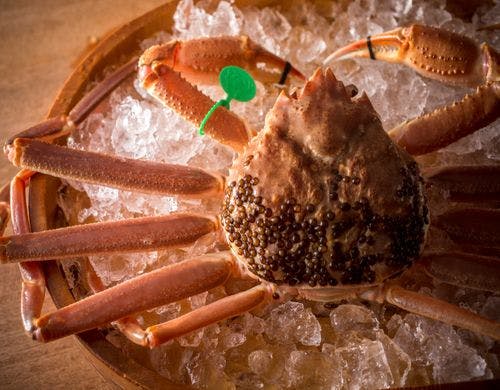 【間人ガニ】調理直前まで活きている新鮮さ