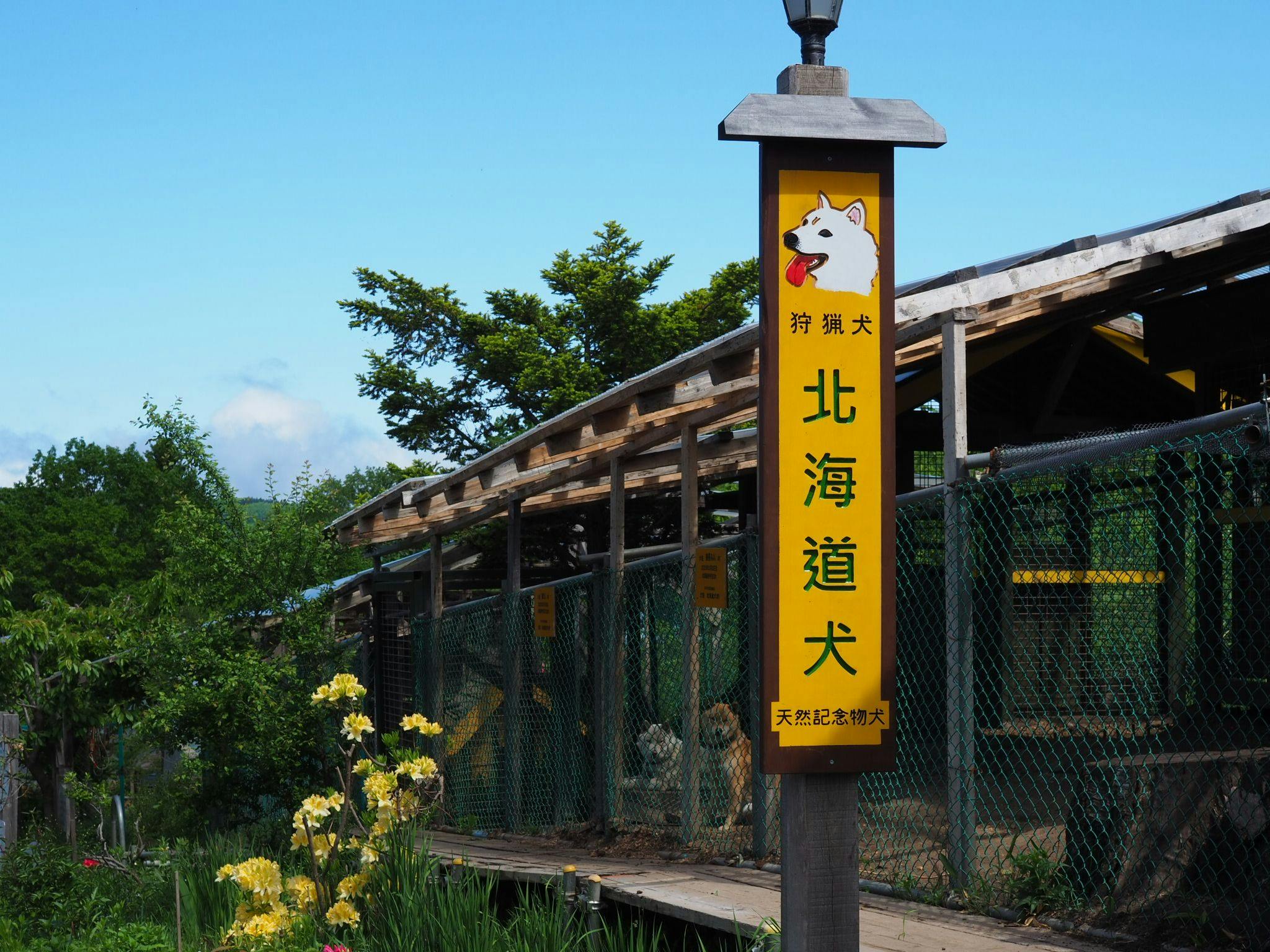 สุนัขฮอกไกโด