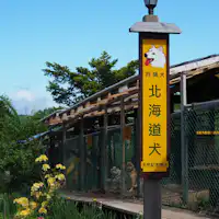 สุนัขฮอกไกโด